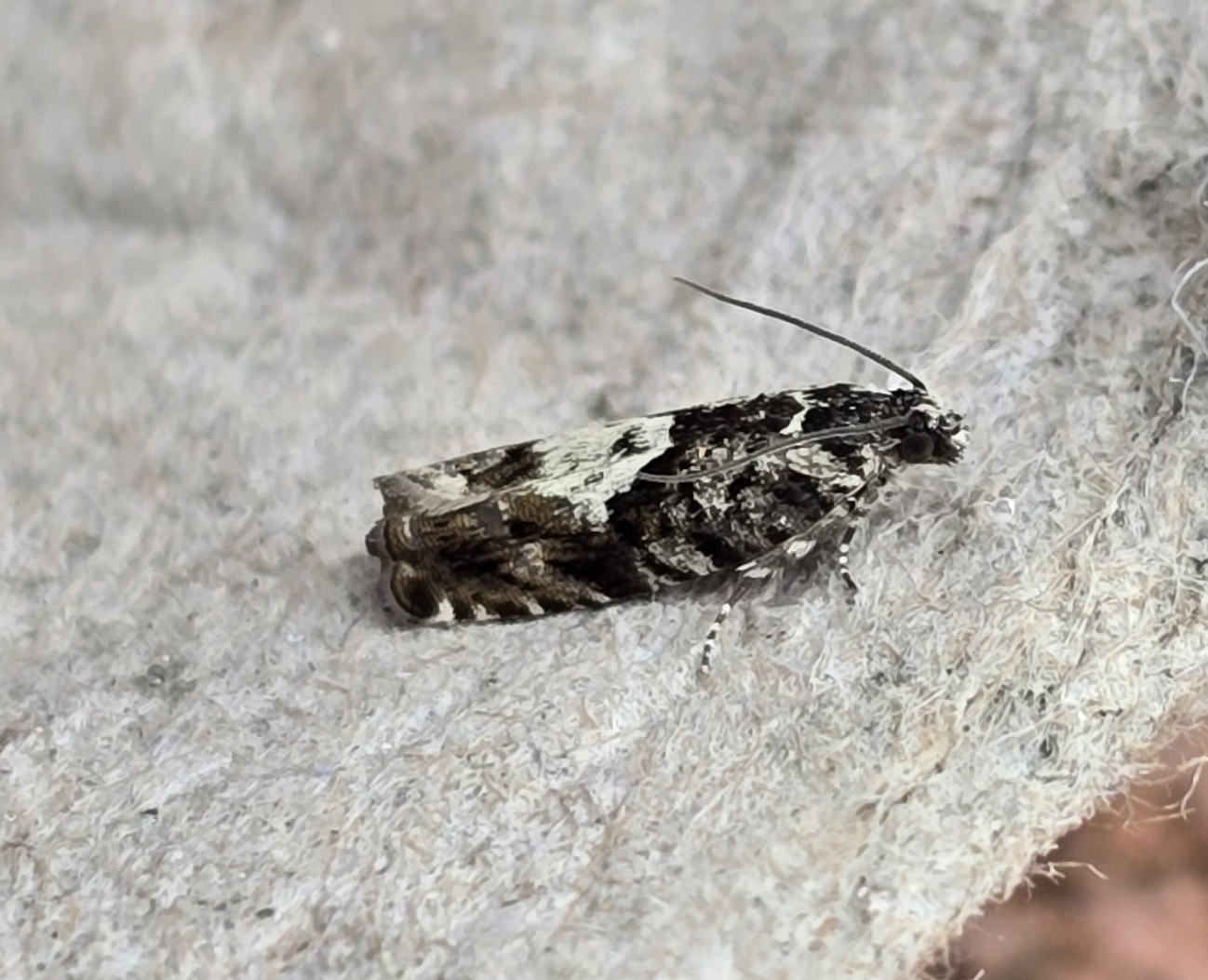 Photo of Black-bordered Piercer (Pammene argyrana)
